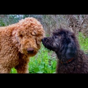 Meet your Posher, Titus